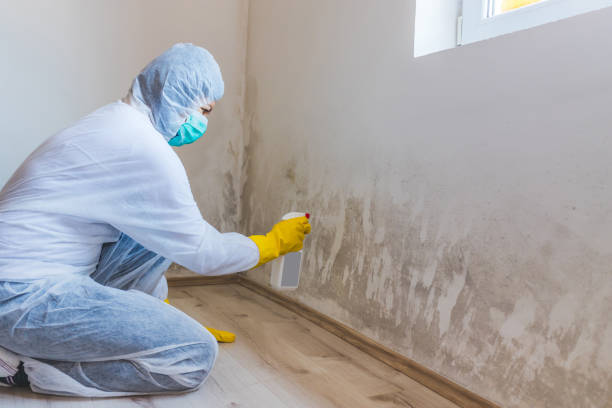 Licensed Black Mold Removal service in Myersville, MD - WQB Mold Removal