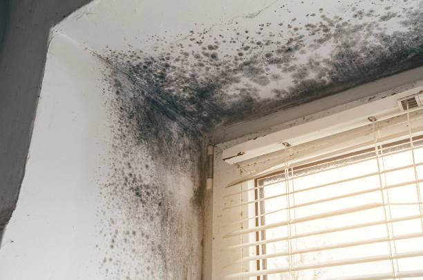 Affordable Black Mold Removal solutions in Myersville, MD